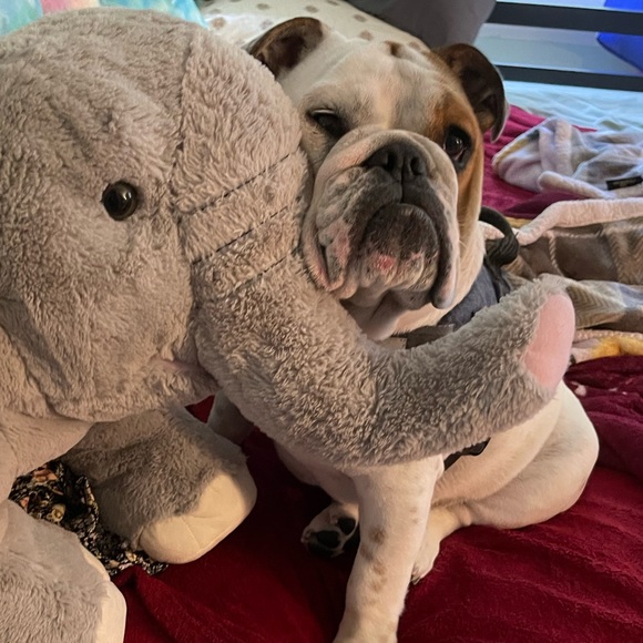 Meet your Posher, Maddie - Picture 1 of 1